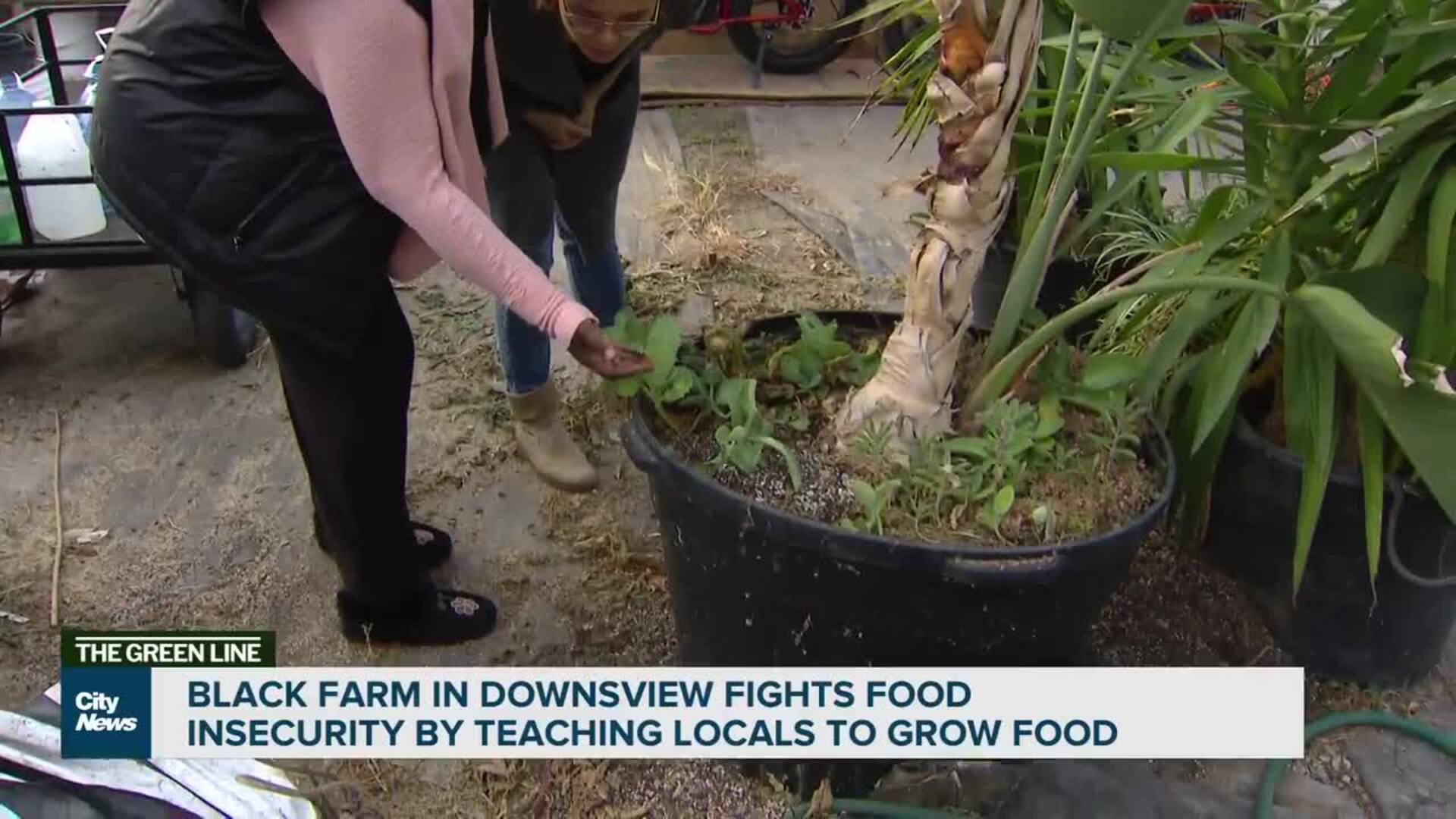 Black farm fighting food insecurity in Downsview