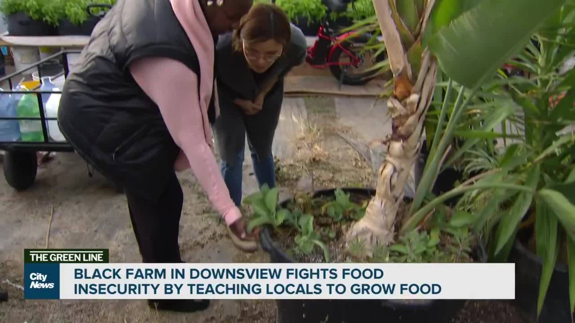 Black farm fighting food insecurity in Downsview