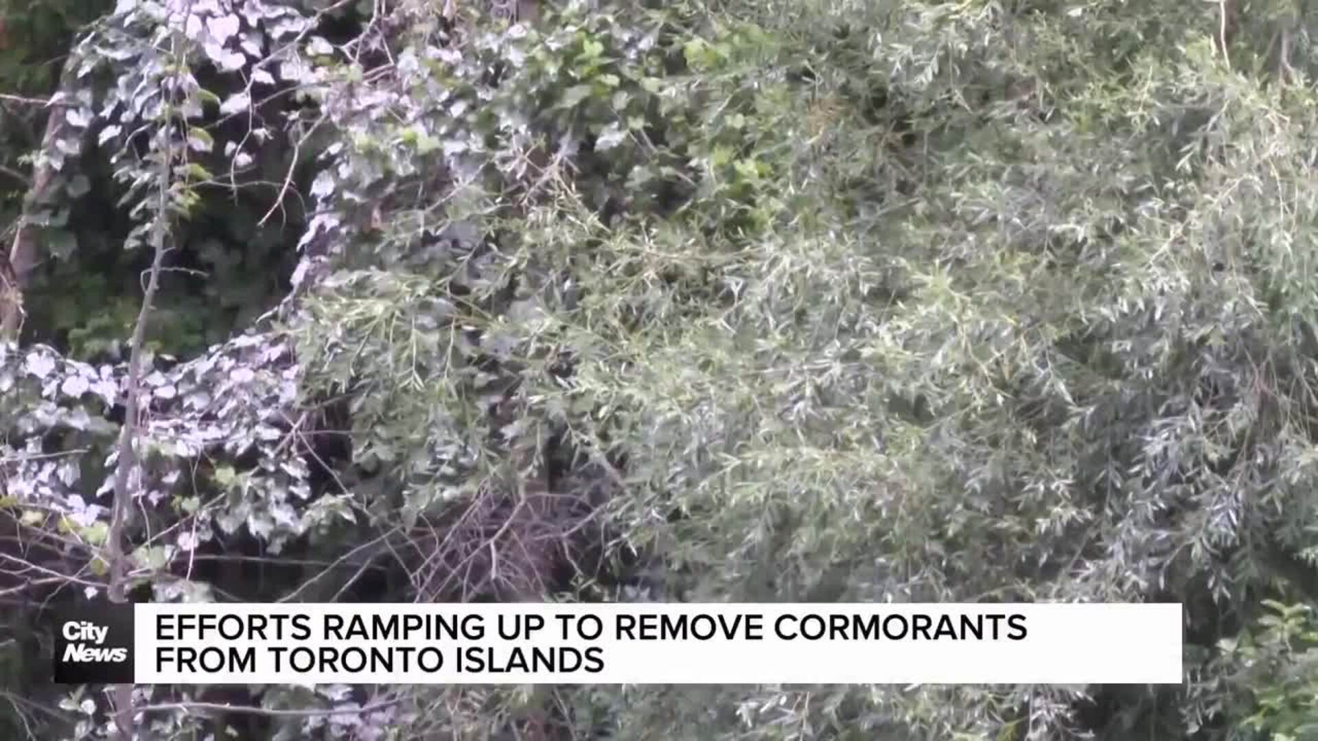 Cormorant's taking over the Toronto Islands