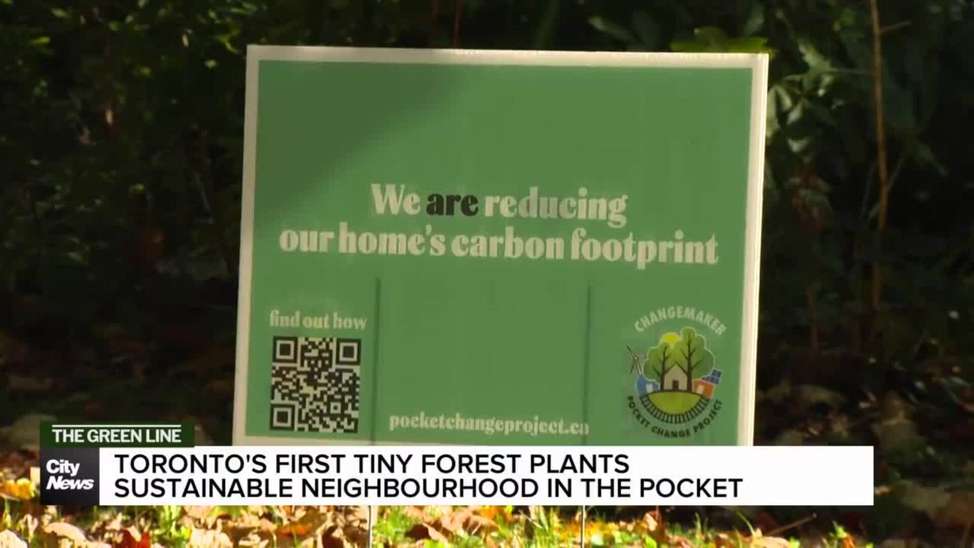 Toronto's first tiny forest plants sustainable neighbourhood in the Pocket