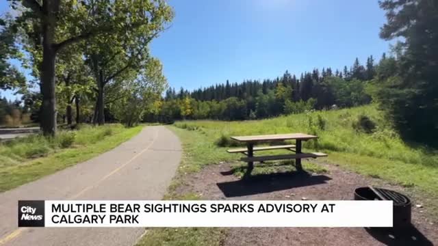 Multiple bear sightings sparks advisory at Calgary park