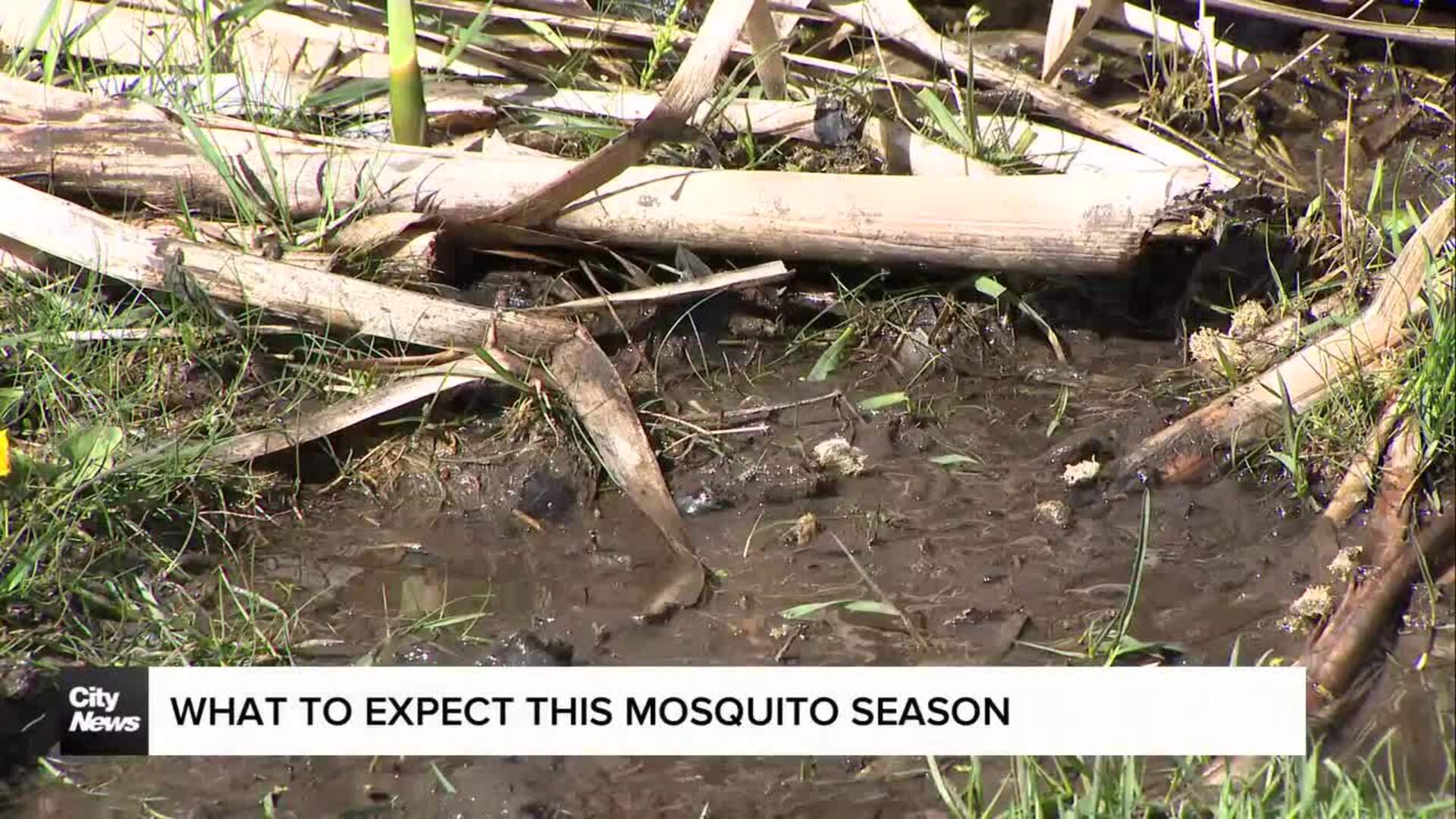 What to expect this mosquito season