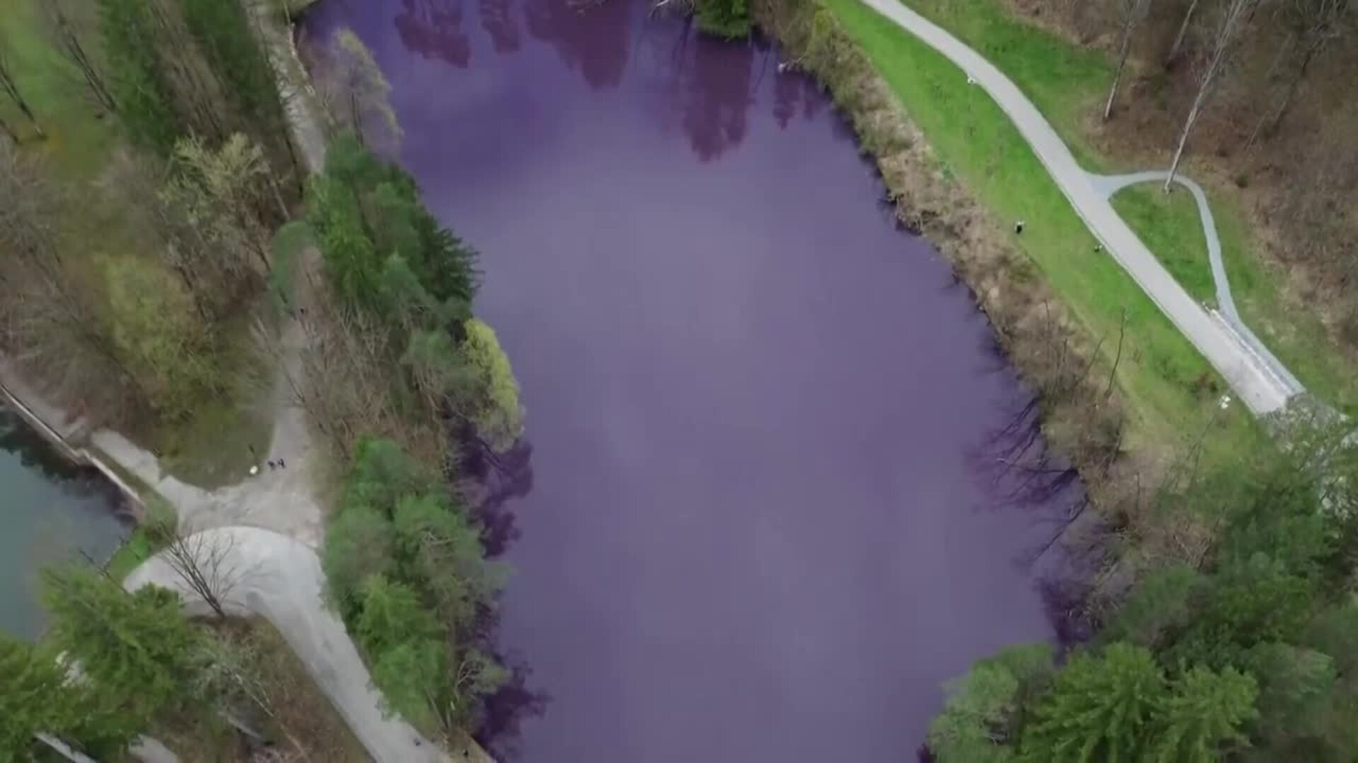 WATCH: German lake turns deep purple