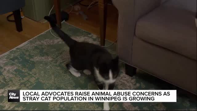 Local animal rights advocates raise animal abuse concerns as stray population grows