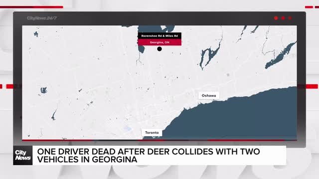 One driver dead after deer collides with two vehicles in Georgina