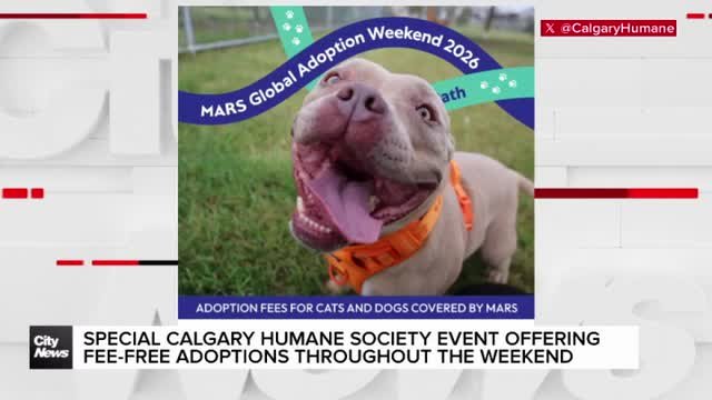 Special Calgary Humane Society event offers fee-free adoptions throughout the weekend
