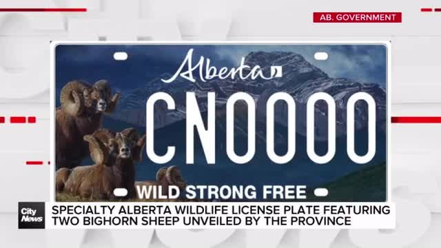 Specialty Alberta wildlife license plate featuring two bighorn sheep unveiled by the province