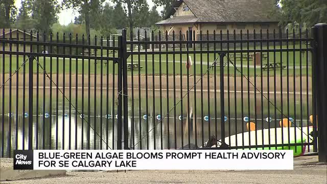 Blue-green algae blooms prompt health advisory for SE Calgary Lake