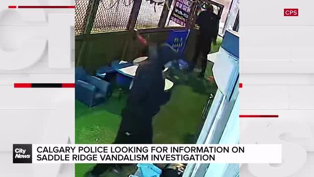 Calgary police looking for information on Saddle Ridge vandalism investigation