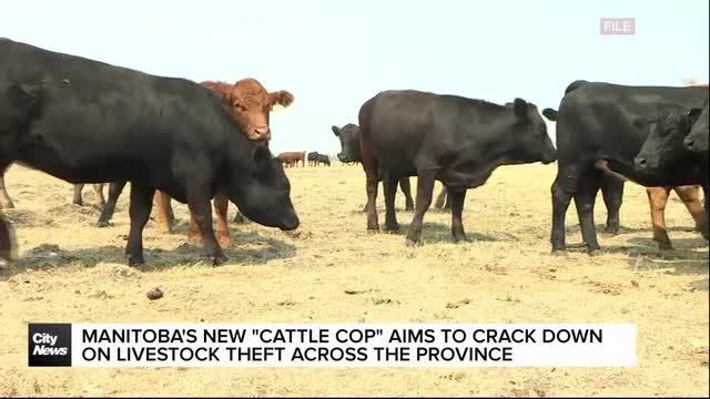 Manitoba announces dedicated RCMP officer to investigate livestock theft