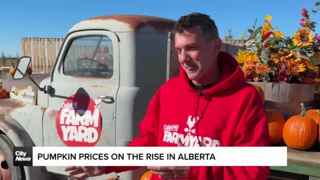 Why pumpkin prices are up this year