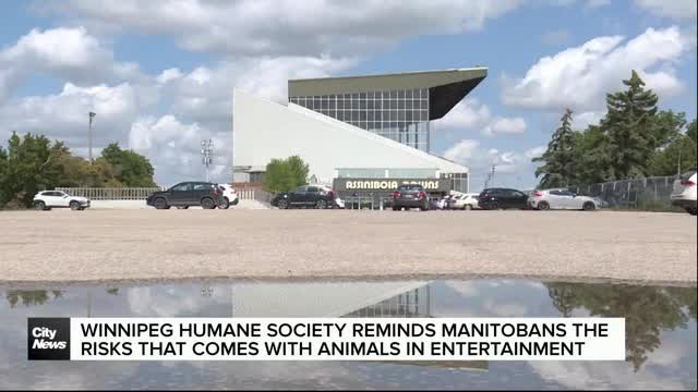 There is ‘harm in entertainment,’ says Winnipeg Humane Society after racehorse euthanized