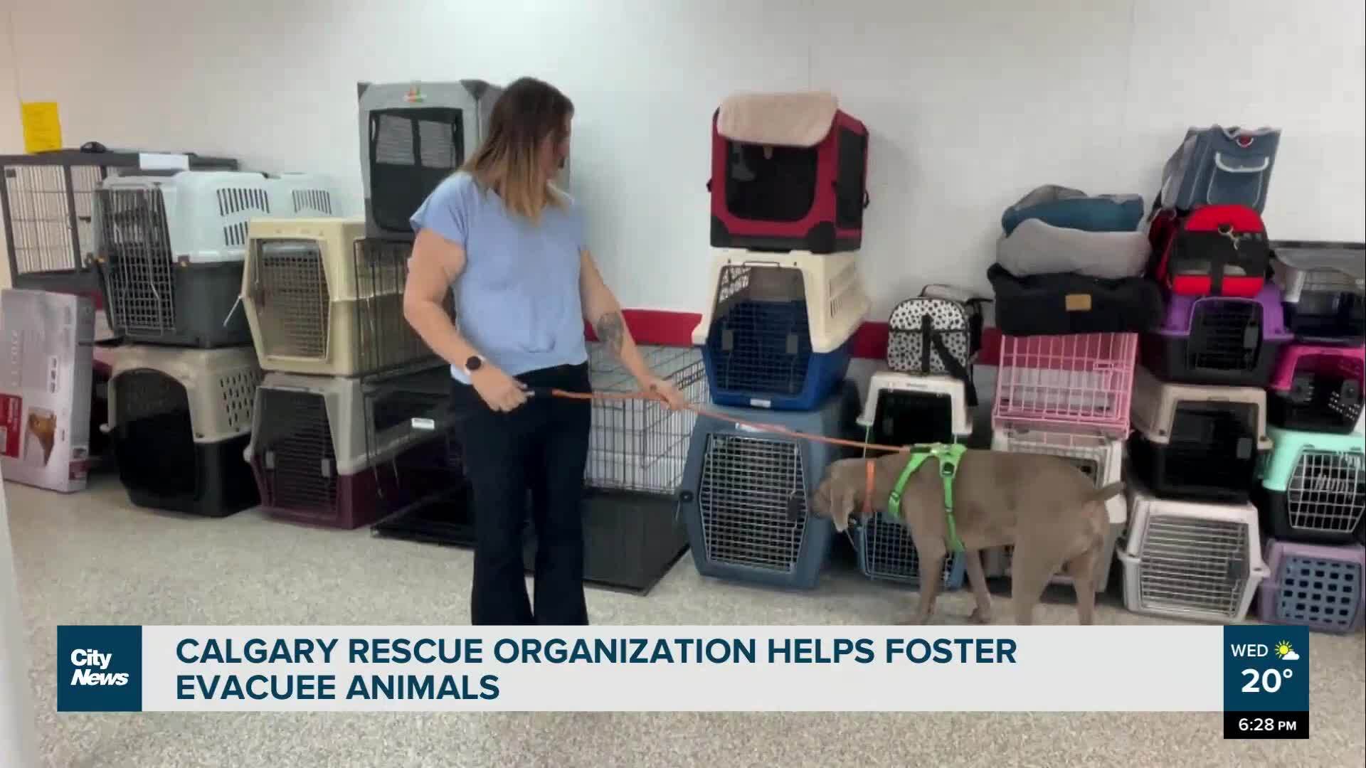 Calgary supporting wildfire evacuee pets CityNews Calgary