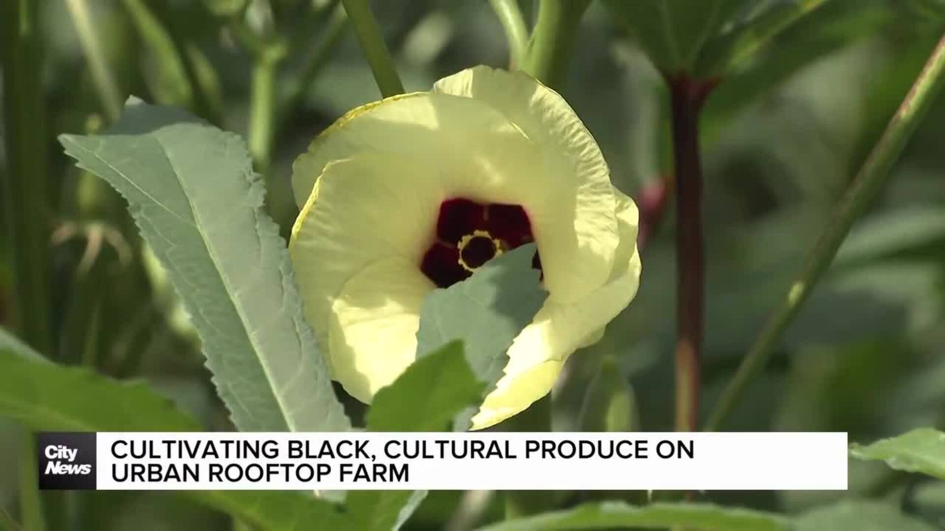 Culturally significant crops grown at Toronto university urban rooftop farm