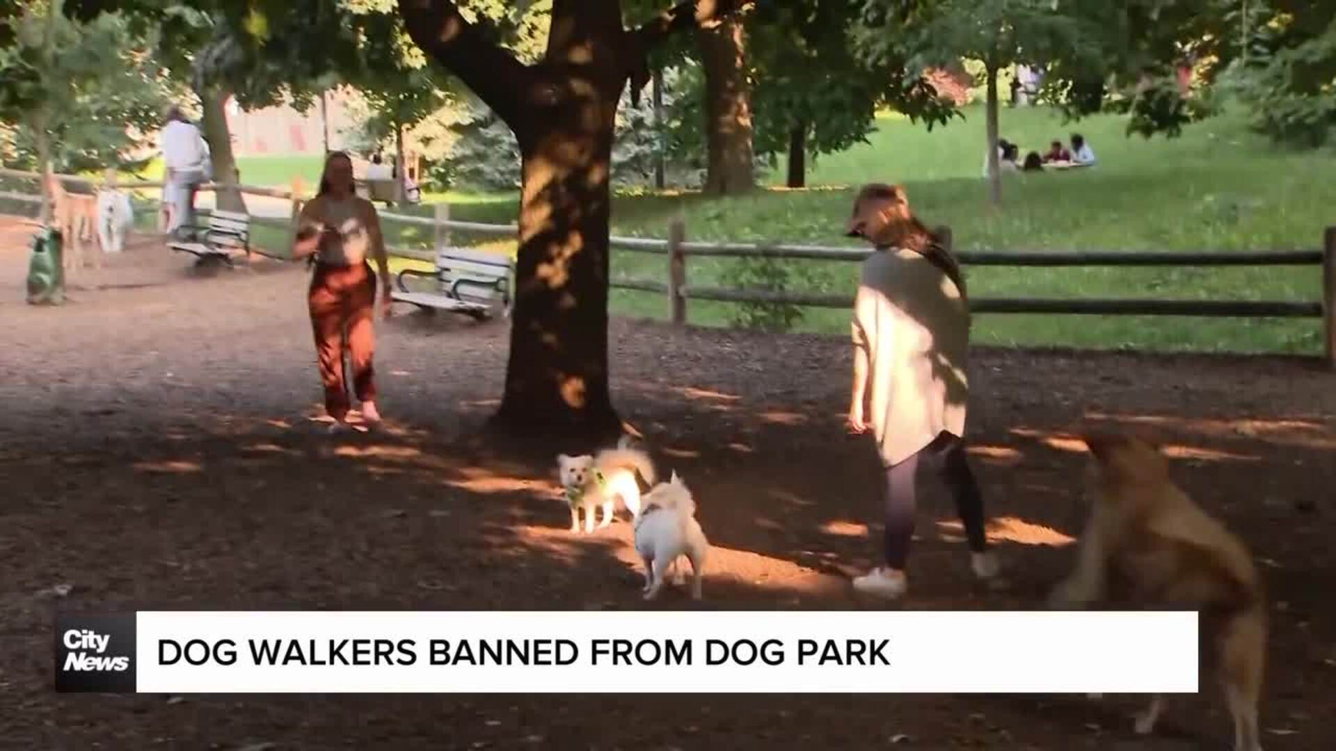 Commercial dog walkers banned from Toronto dog park