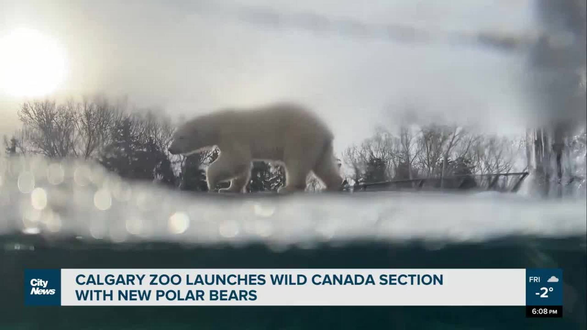 Calgary Zoo launches Wild Canada section