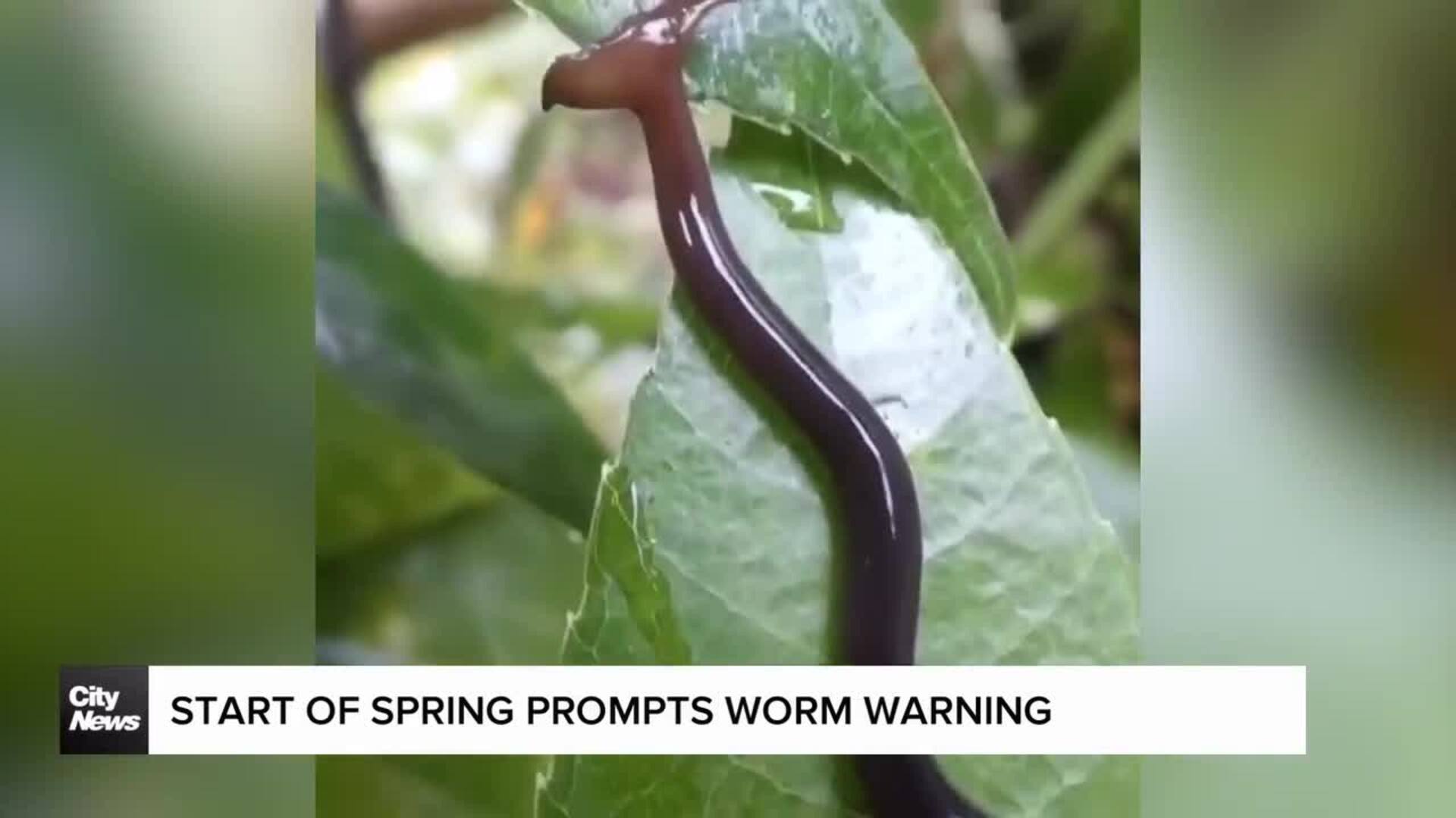 An invasive worm warning as spring starts
