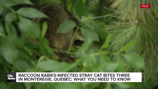 Three Quebecers bitten by a raccoon rabies-infected cat in Montérégie