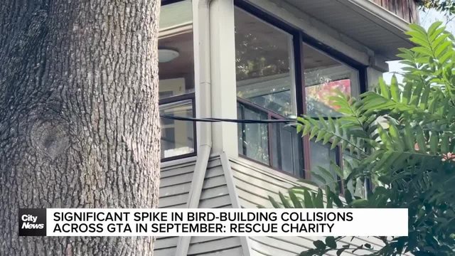 More birds killed and injured from colliding with buildings