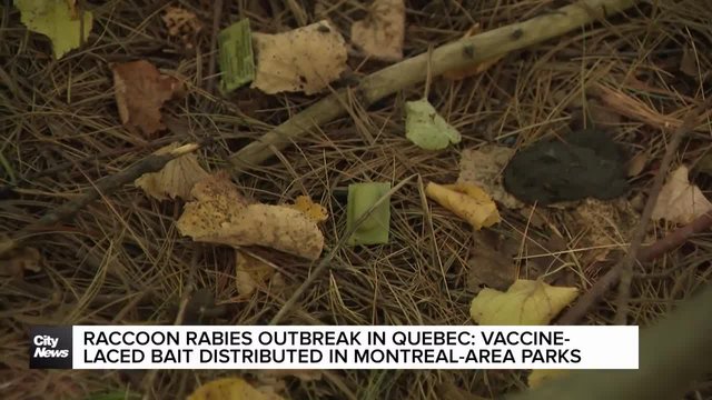 Raccoon rabies outbreak in Quebec: fight to prevent spread to Montreal