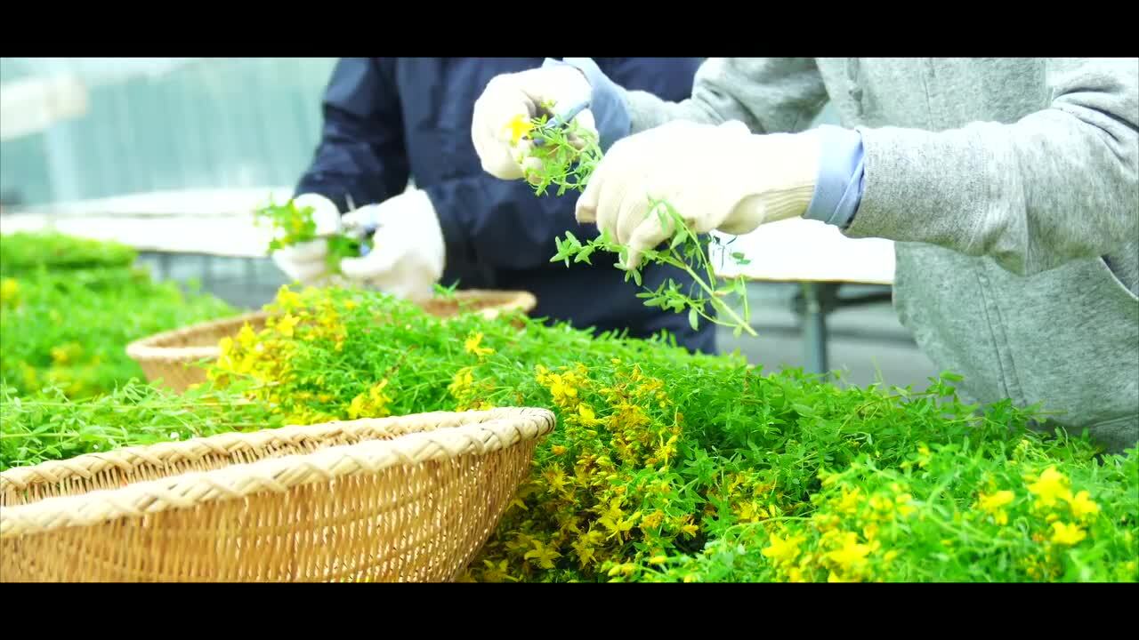 セントジョーンズワートのこと｜ナチュラルアイランド