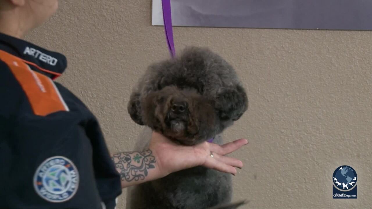 Thumbnail for How to Do an Easy Personality Trim on a Poodle Mix: Head, Ears and Neck (Part 2 of 2-Part Series)