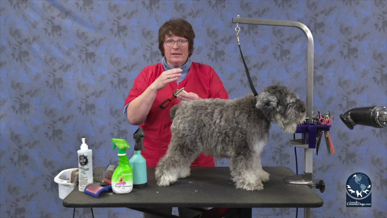 Thumbnail for Safe and Gentle Dematting Techniques on a Miniature Schnauzer (Part 1 of 3)