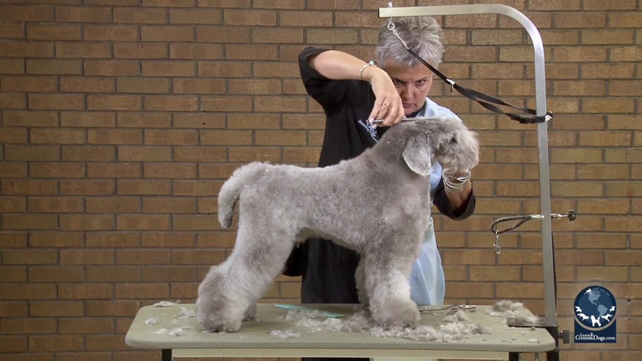 Thumbnail for Grooming a Silver Poodle Like a Kerry Blue (Part 3 of 3)