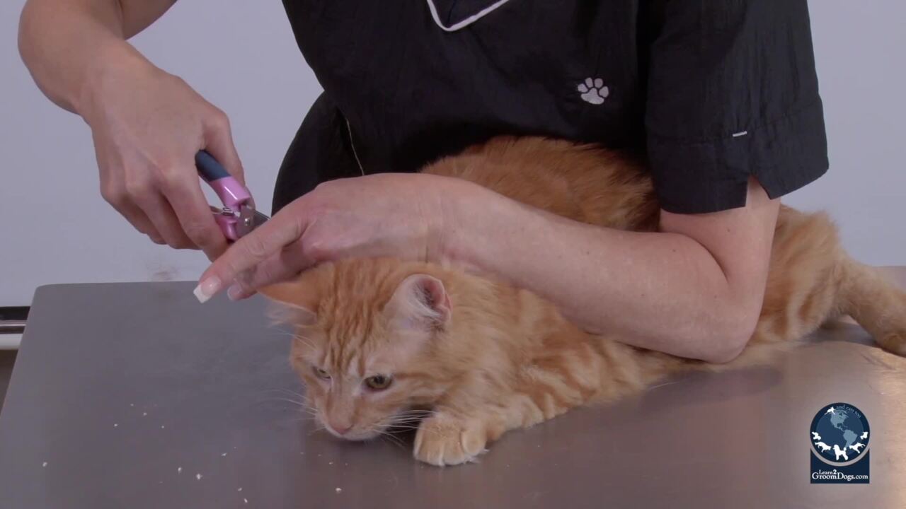 Thumbnail for Handling Techniques (on a Difficult Cat)