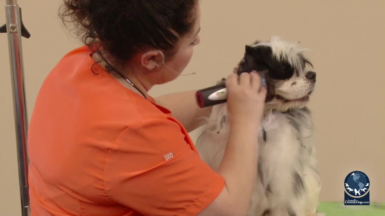 Thumbnail for Spotlight Session: How to Clip the Muzzle, Cheeks, Throat, and Ears on an American Cocker Spaniel