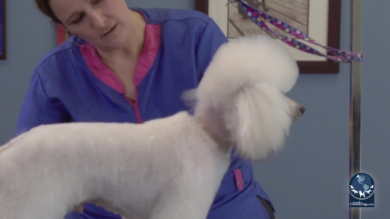 Thumbnail for Spotlight Sessions: How to Set the Neckband on a Retro Styled Poodle Trim