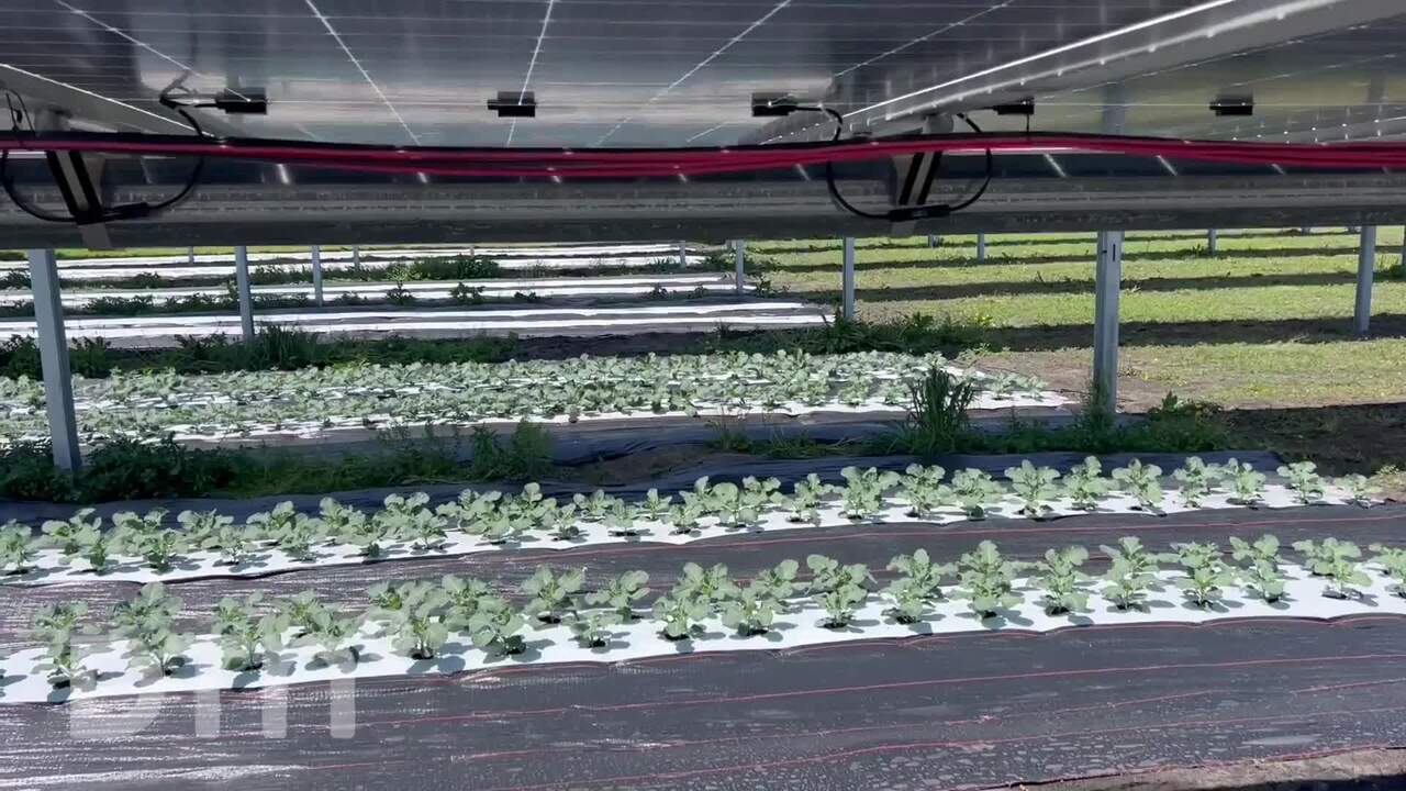 Agrovoltaics in Iowa