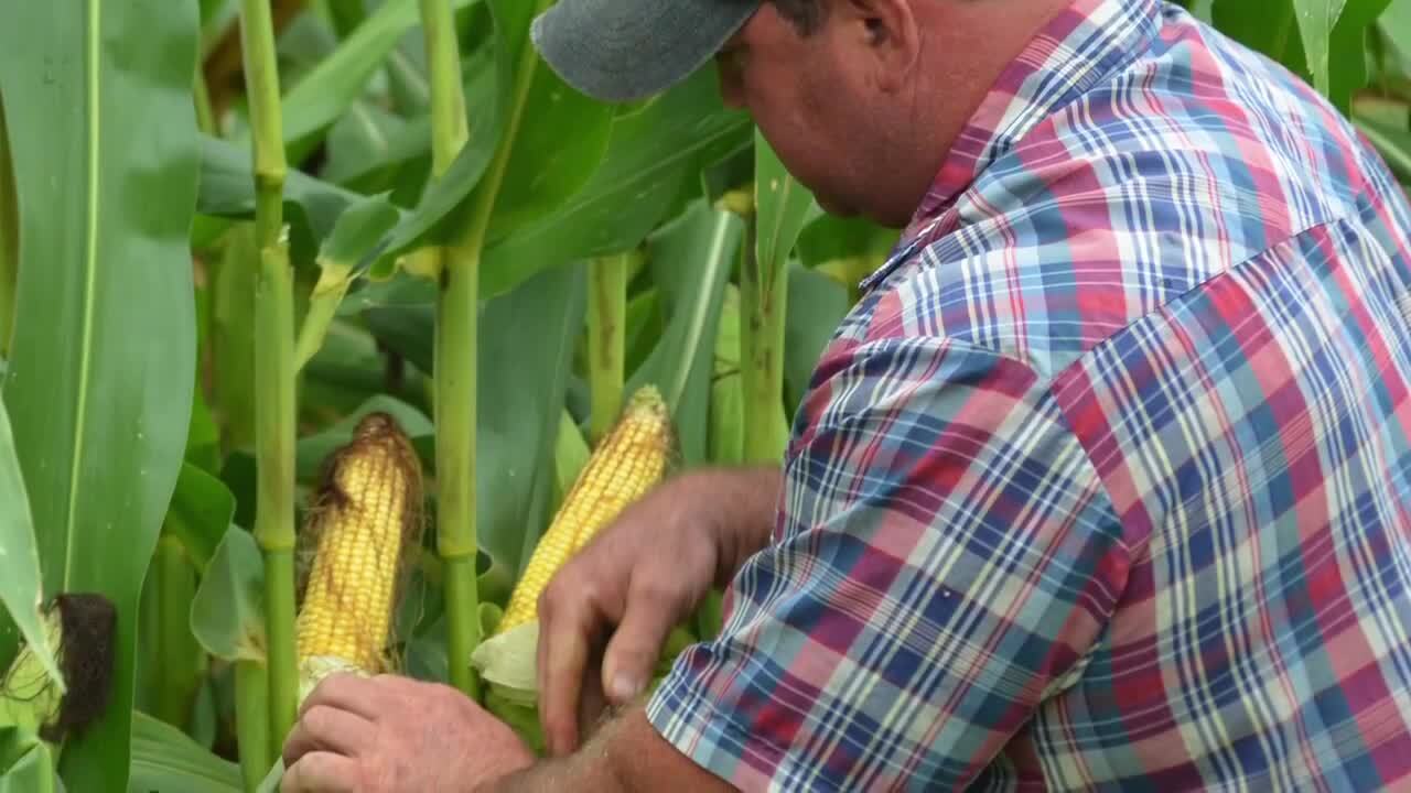 Elite Corn On Cotton's Doorstep