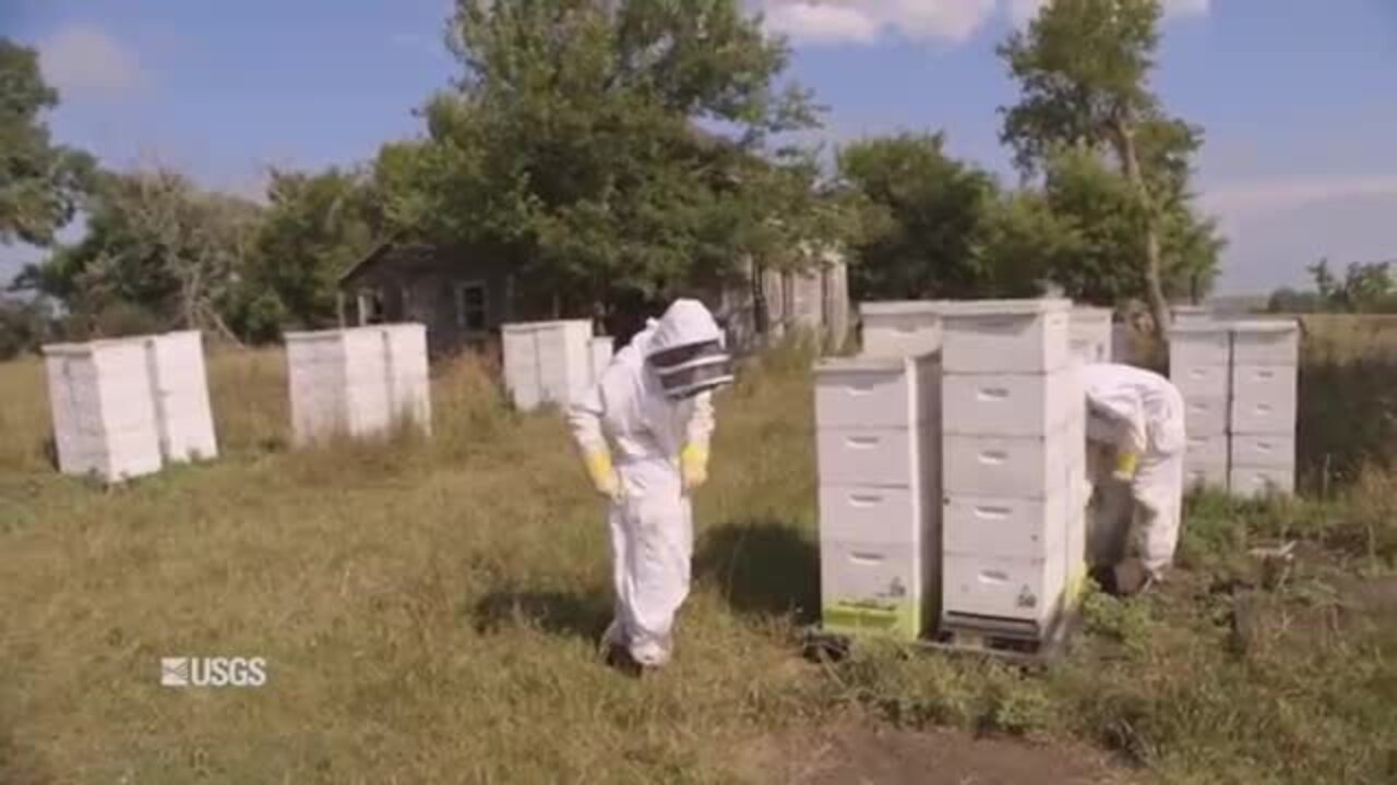 The Buzz Over Crop Expansion