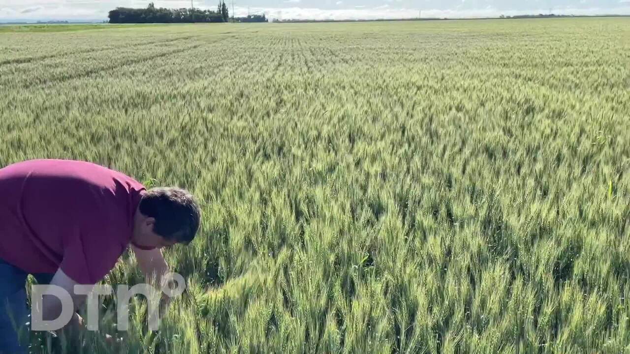 2022 Wheat Tour Day 3 - Dave Green