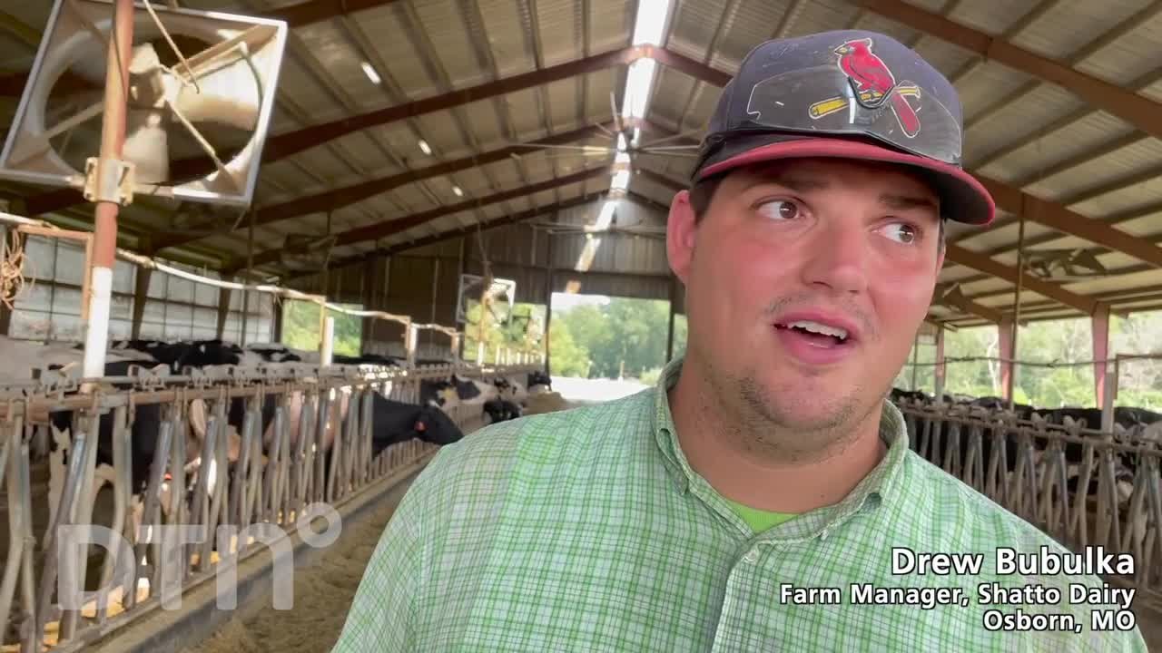Cooling Cattle During High Temps -  Bubulka