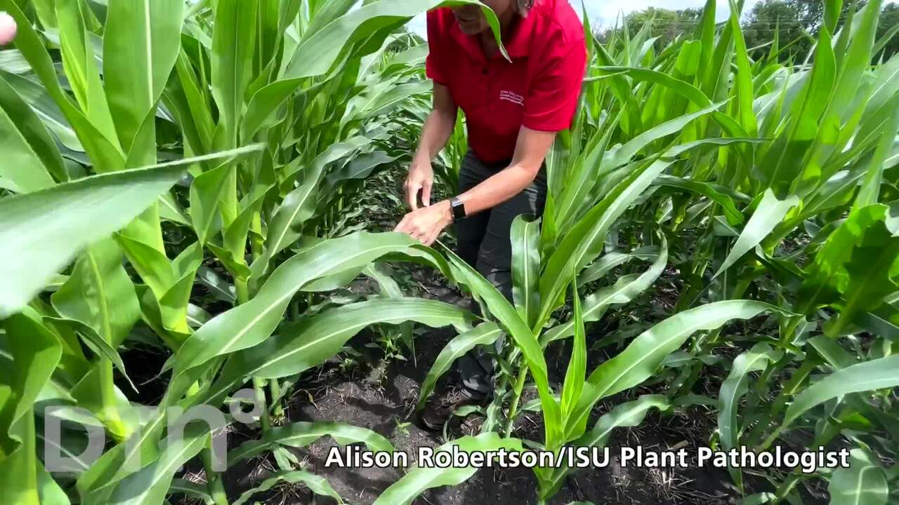 Corn Tar Spot Inspections