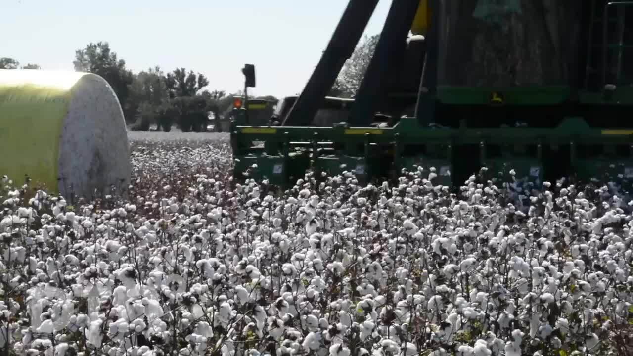 From The Field - Harvest Update - Justin Cariker