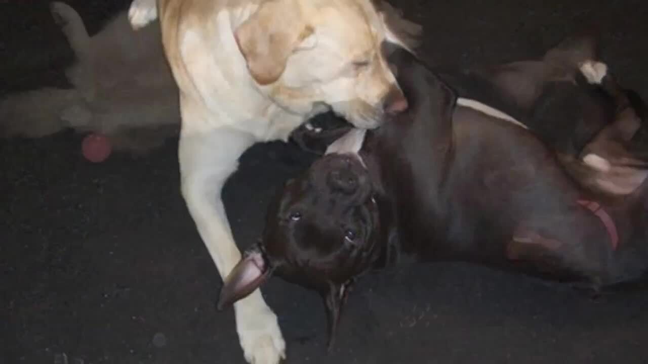 PetHotels.com - San Jose Dog Boarding ( Cat & Dog Friendly Hotels)