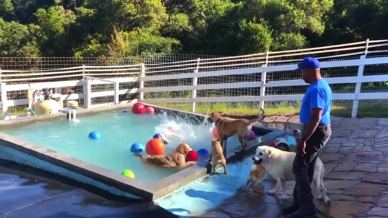 ONE DAY DOG TRAINING Updated September 2024 90 Photos & 210 Reviews