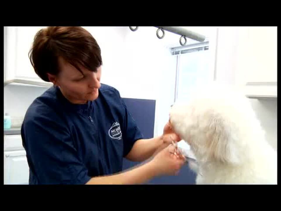 Morris Animal Inn 49 Photos & 57 Reviews Pet Sitting 120 Sand