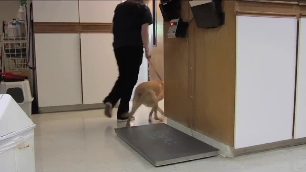 ACACIA PET CLINIC Updated August 2024 37 Photos & 145 Reviews