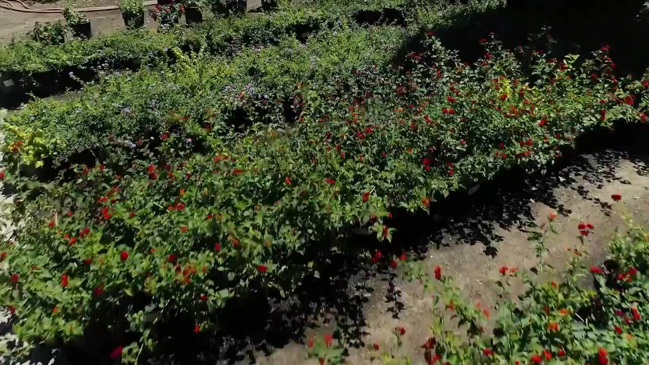 Moon Valley Nurseries 572 Photos 379 Reviews Nurseries Gardening 1875 S Arizona Ave Chandler Az Phone Number Yelp