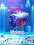 #betta #fish 