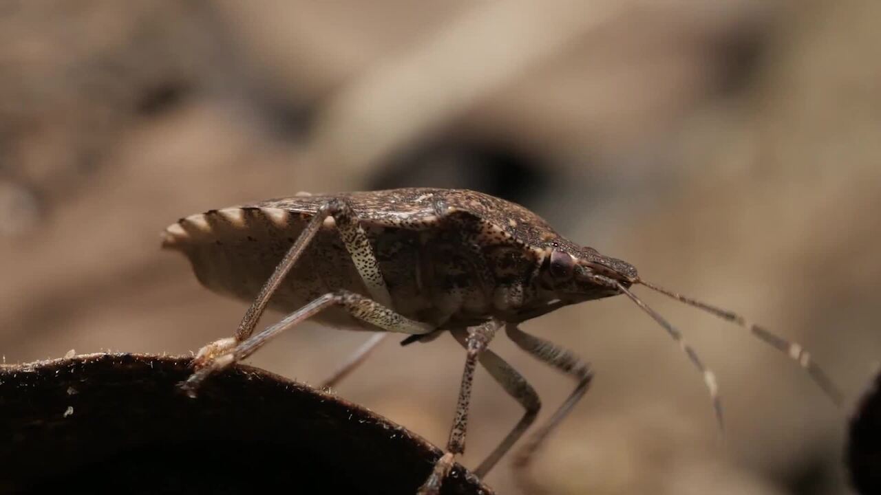 Deep Look Samurai Wasps Say Smell Ya Later Stink Bugs