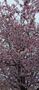 Obsydian-video-1773147459719