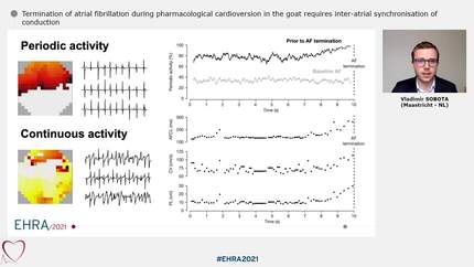 Termination of atrial fibrillation during pharmacological cardioversion in the goat requires inter-atrial synchronisation of conduction