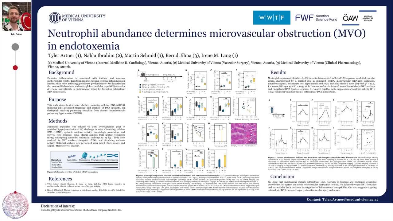 Neutrophil abundance determines microvascular obstruction in endotoxemia
