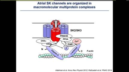 Regulation and trafficking of small-conductance Ca2+-activated K+ (SK) channels in atrial fibrillation