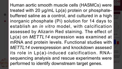 The role and mechanism of METTL14/CCN3 axis in lipoprotein (a) [Lp(a)] induced human aortic smooth muscle cell calcification